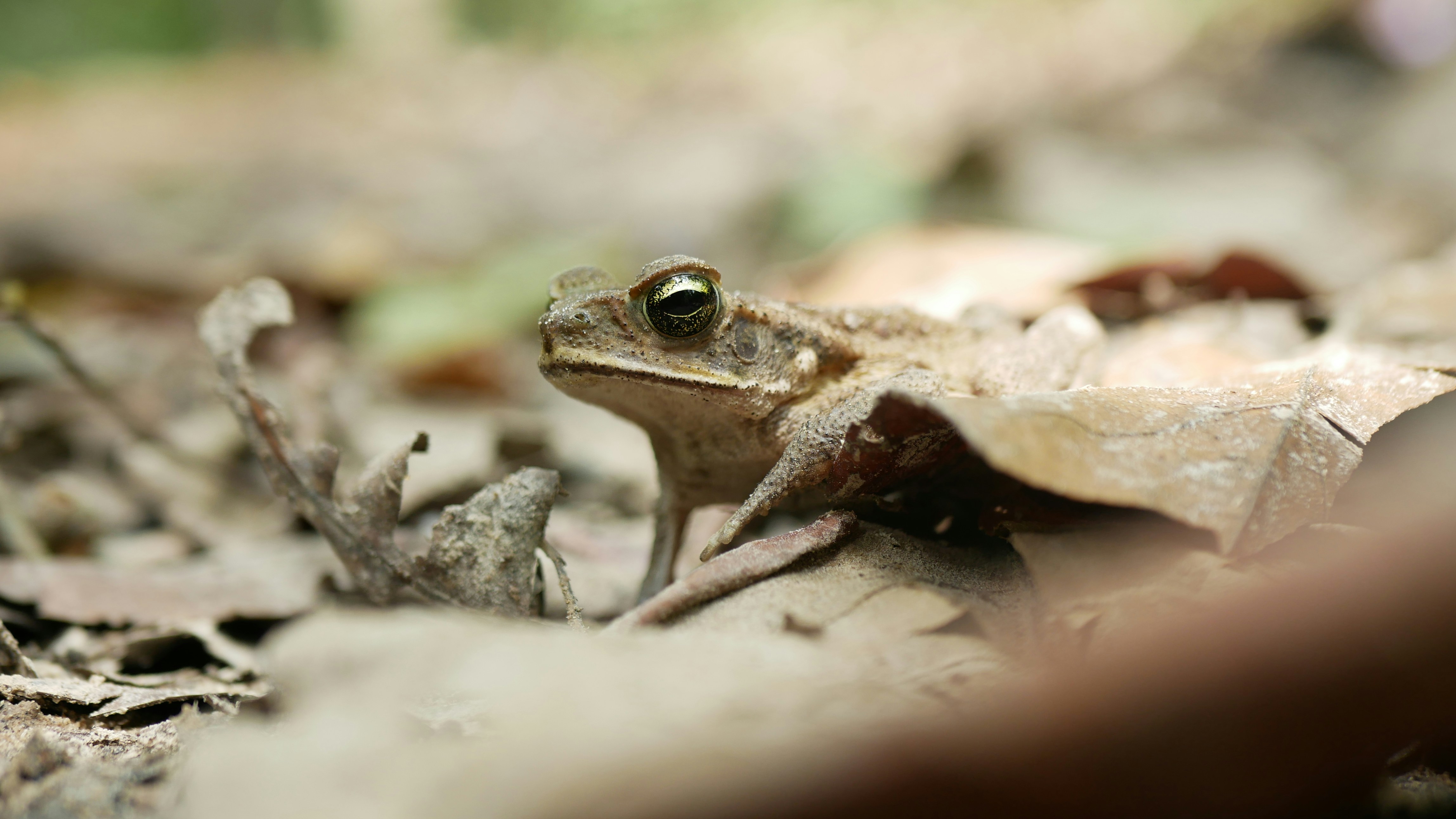 Top Pet Products for Reptile Owners 1 img