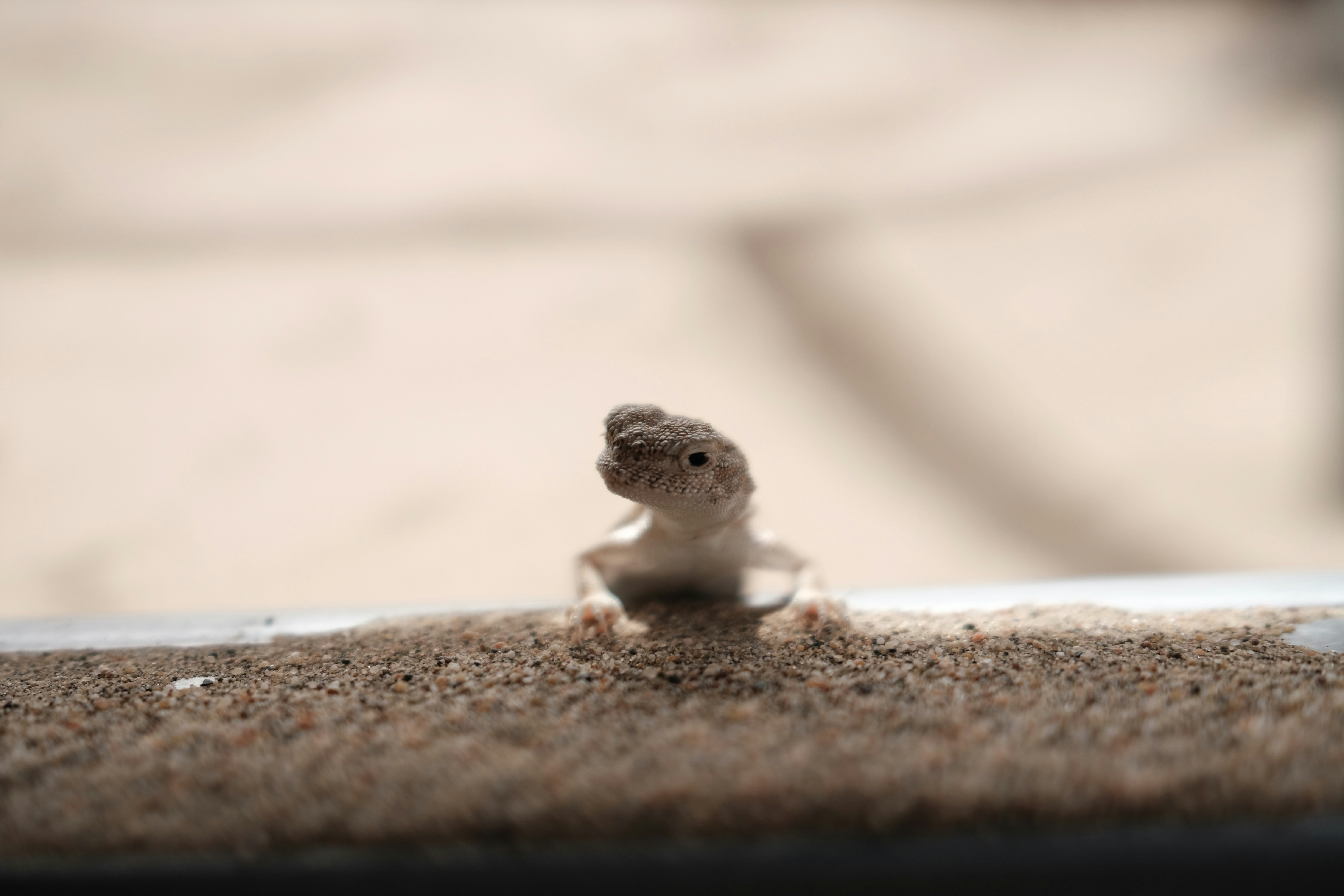 Top Pet Products for Reptile Owners 2 img