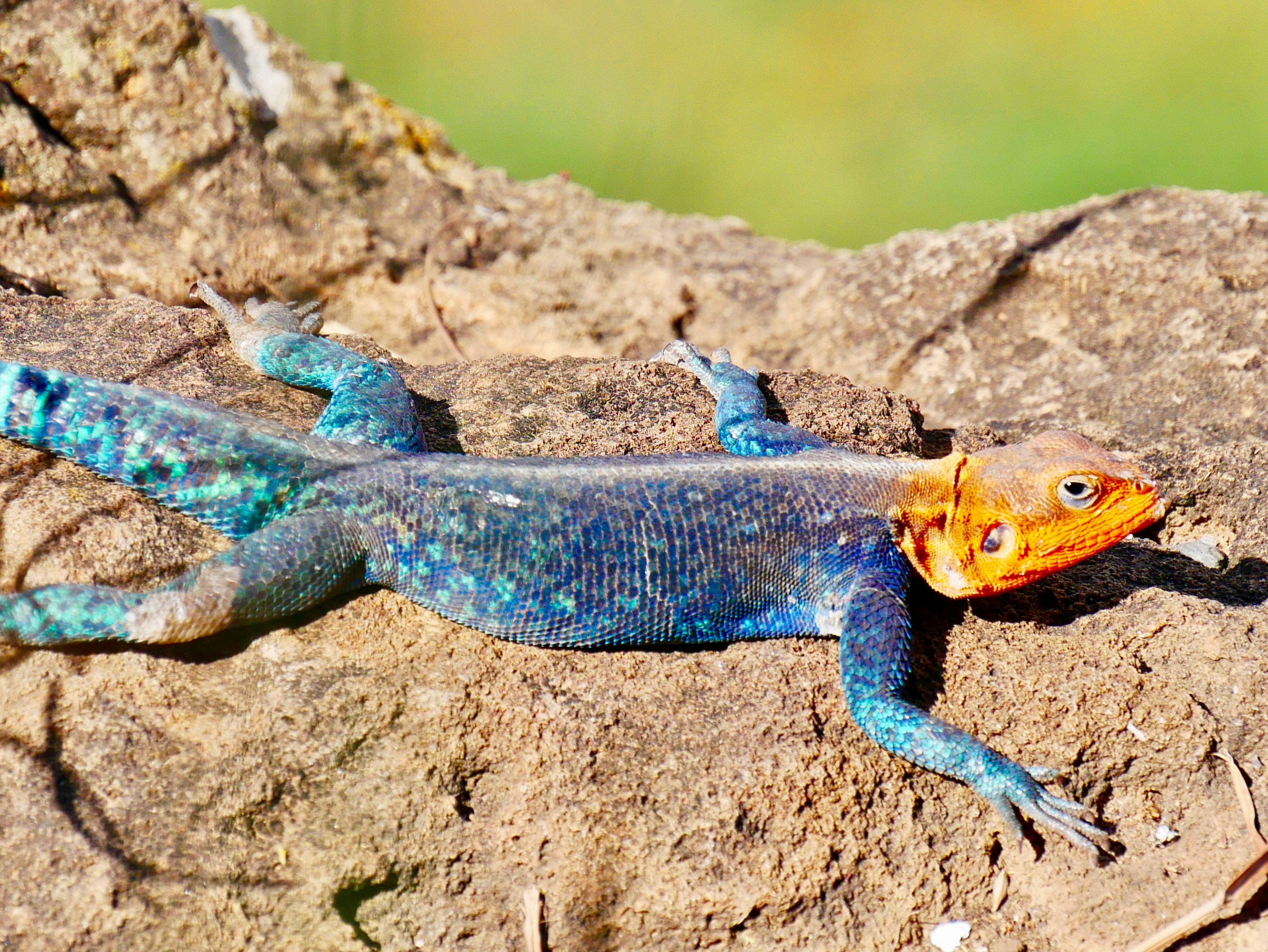 Top Pet Products for Reptile Owners 3 img