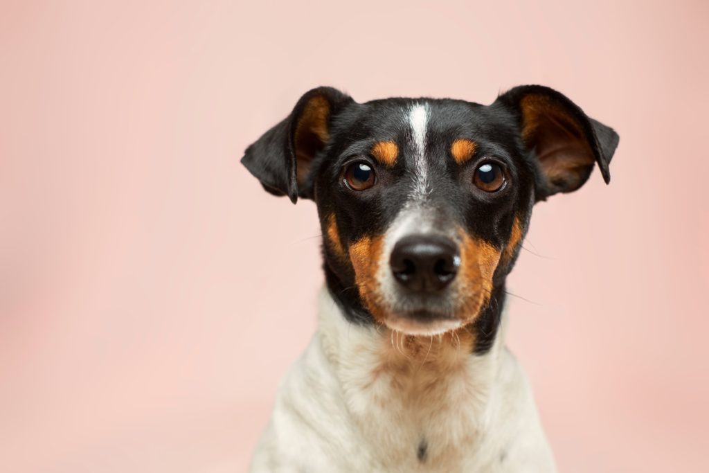 a dog with a pink background