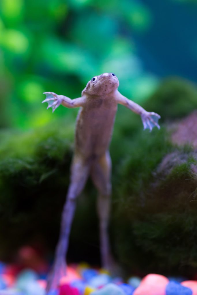 a lizard on a tree branch